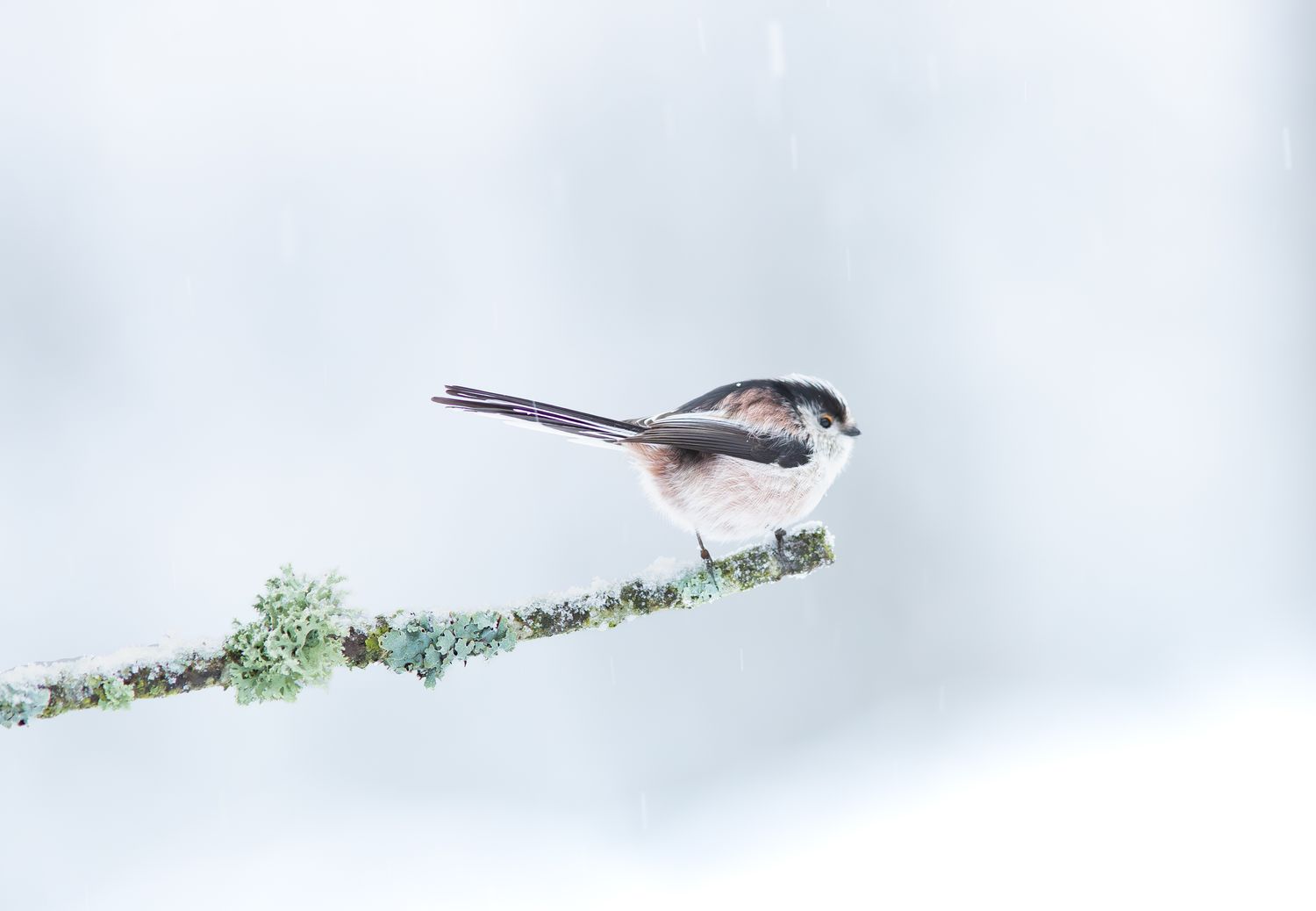Long-tailed Tit- pack of 10 Christmas cards