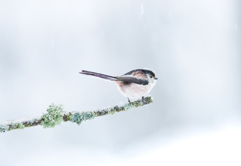 Long-tailed Tit- pack of 10 Christmas cards