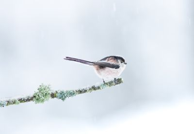 Long-tailed Tit- pack of 10 Christmas cards