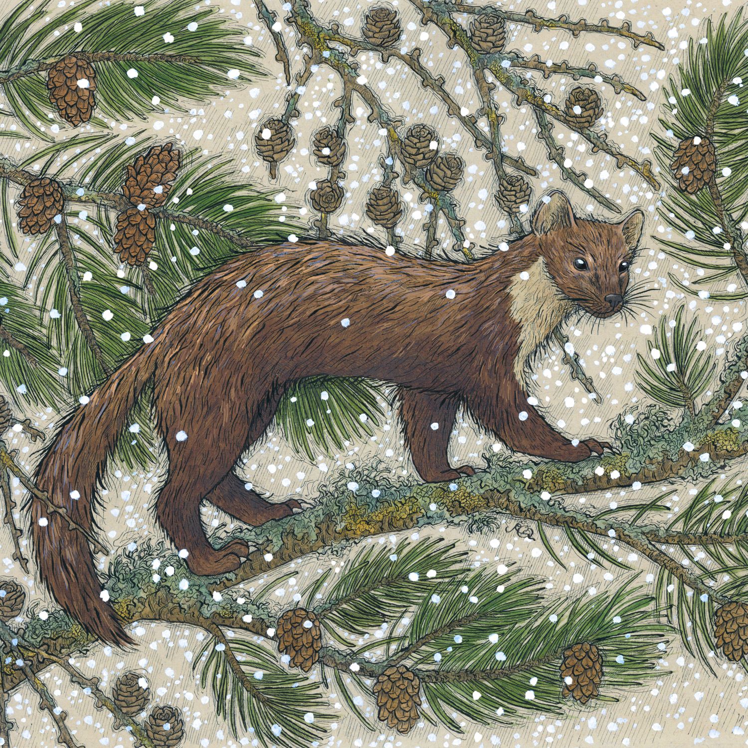 Winter Pine Marten- pack of 10 Christmas cards