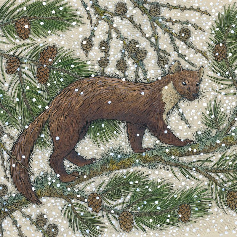 Winter Pine Marten- pack of 10 Christmas cards