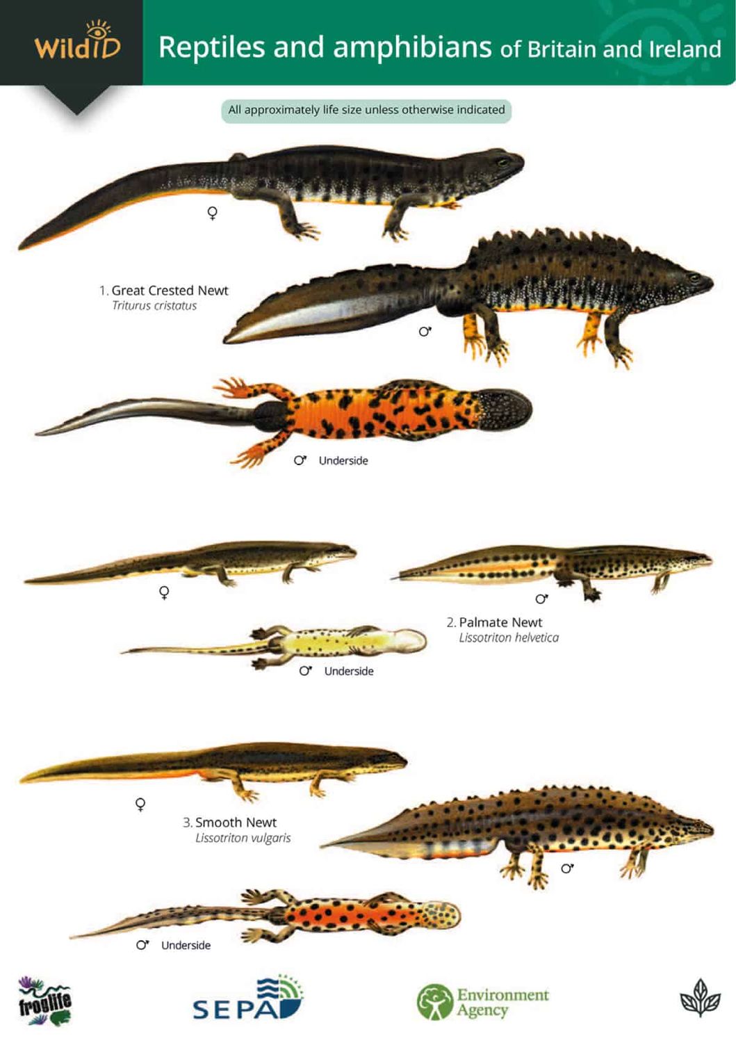 Guide to Reptiles &amp; Amphibians