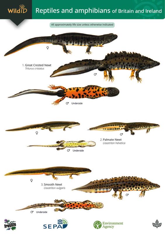 Guide to Reptiles &amp; Amphibians