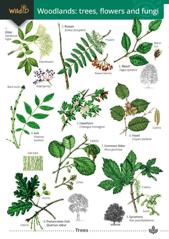 Guide to Woodlands: trees, flowers and fungi