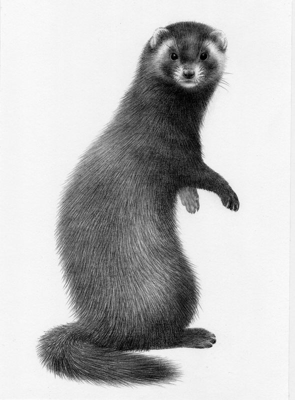 Polecat - original drawing by Valerie Briggs