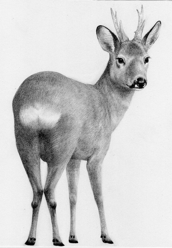 Roe deer buck - original drawing by Valerie Briggs