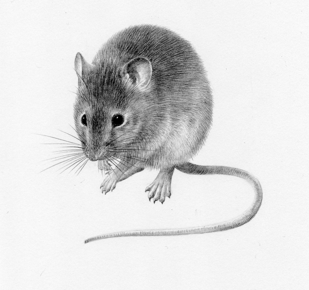 House mouse - original drawing by Valerie Briggs