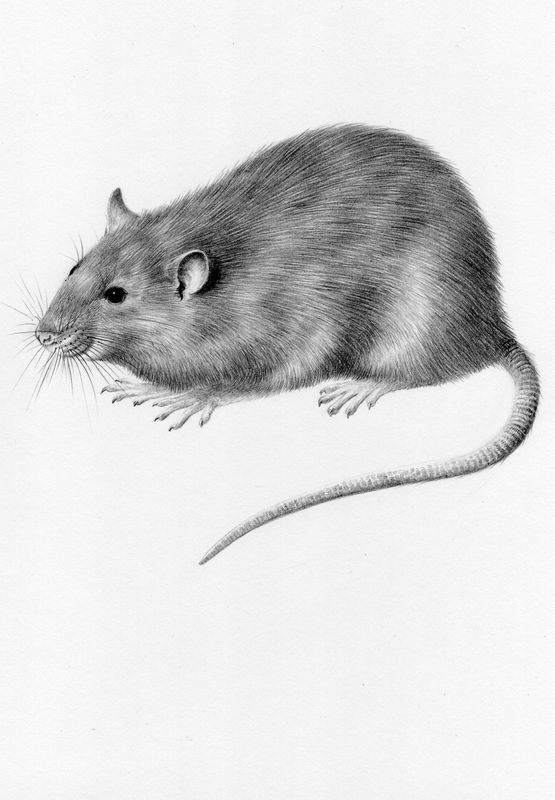 Brown rat - original drawing by Valerie Briggs