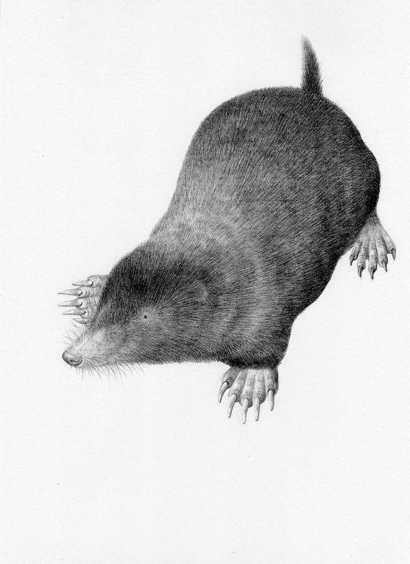 Mole - original drawing by Valerie Briggs