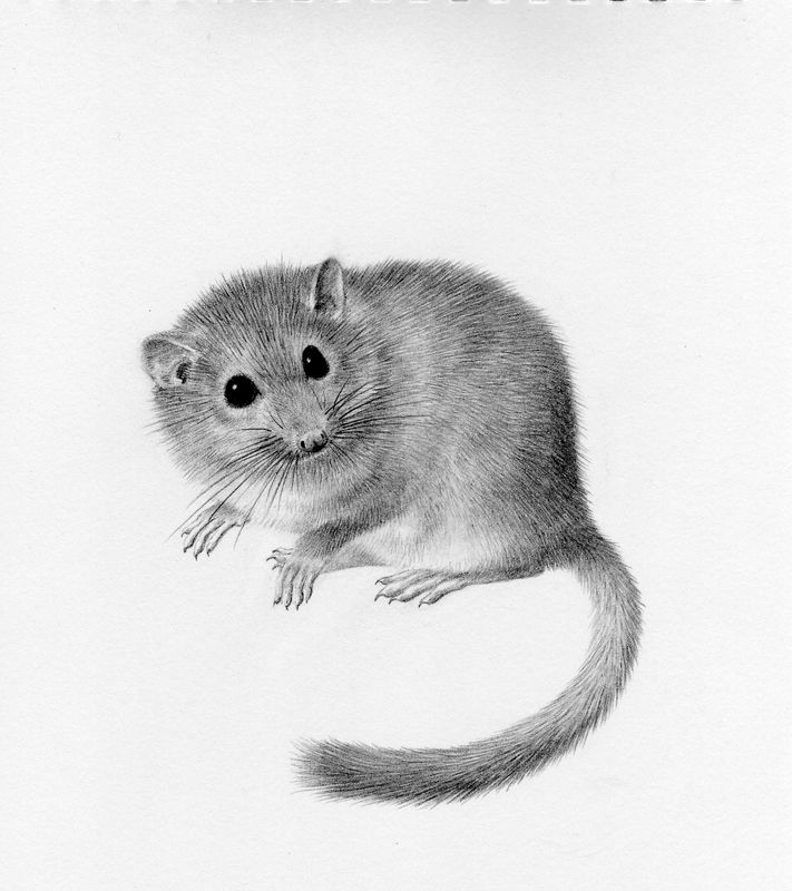 Hazel dormouse - original drawing by Valerie Briggs