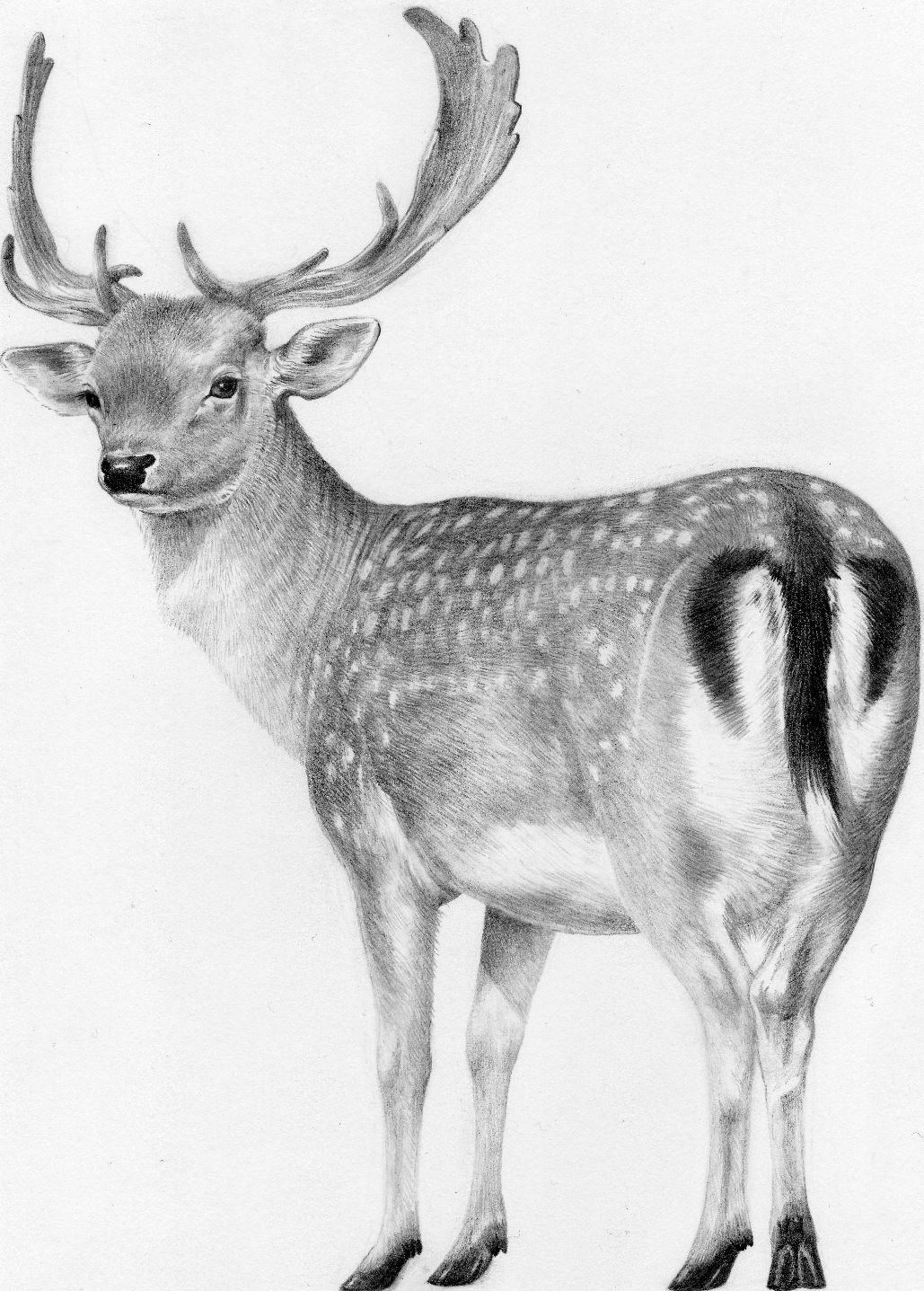 Fallow deer - original drawing by Valerie Briggs