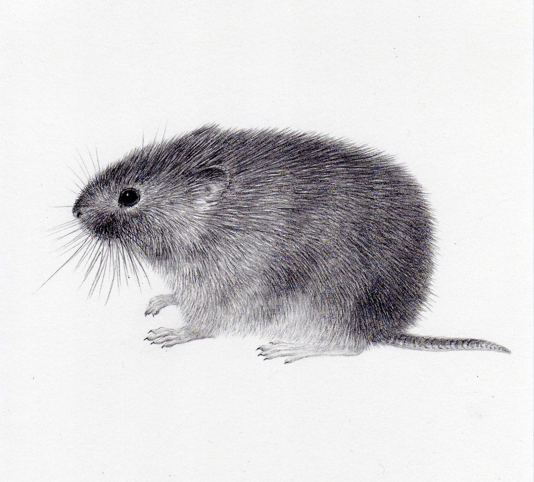 Field vole - original drawing by Valerie Briggs