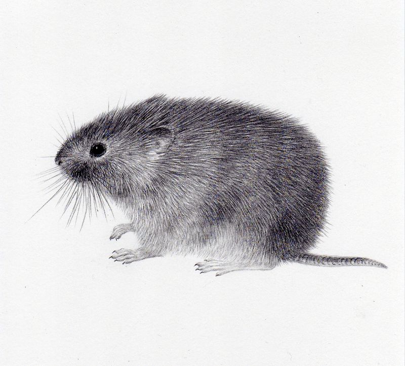 Field vole - original drawing by Valerie Briggs