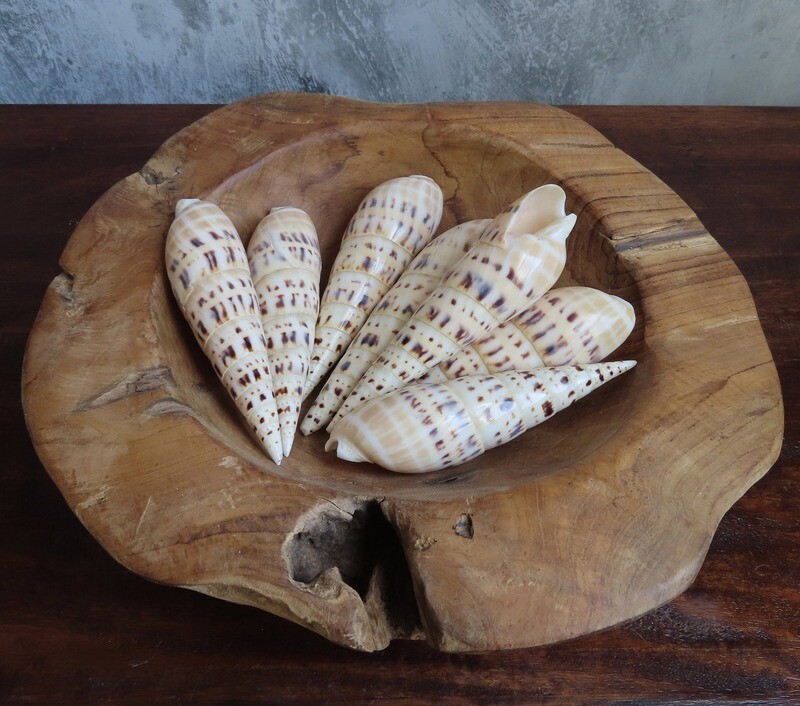 Spiked Sea Shells