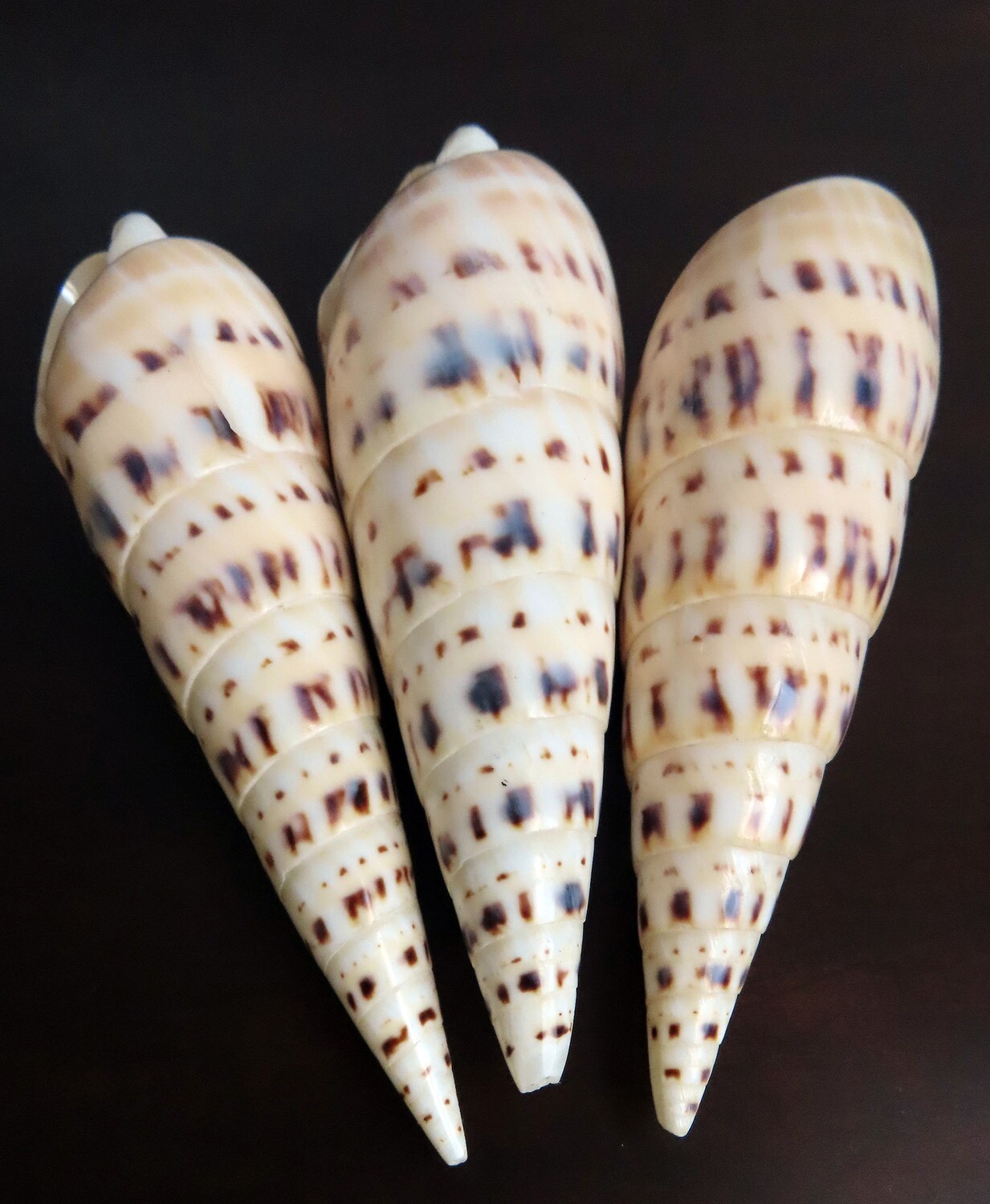 Spiked Sea Shells