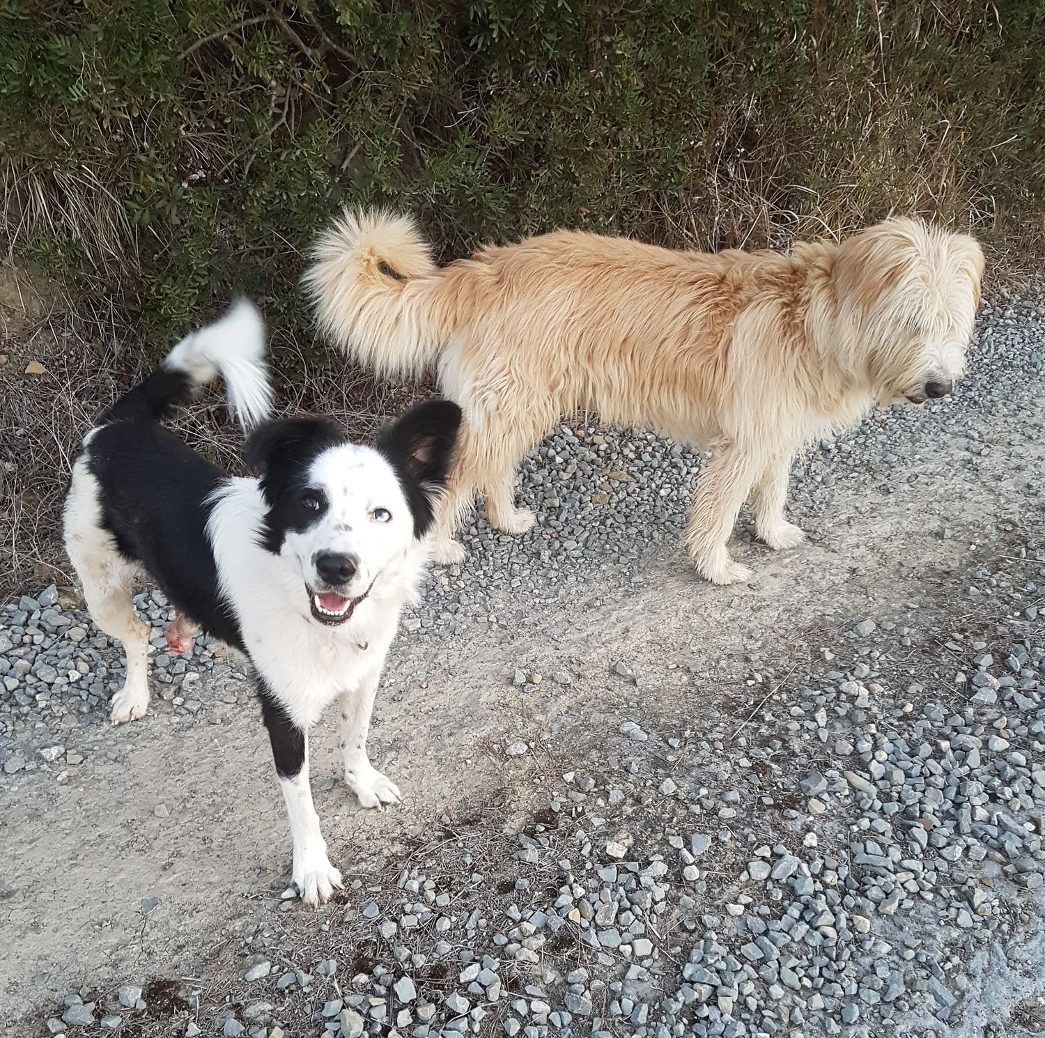 dogs are welcome