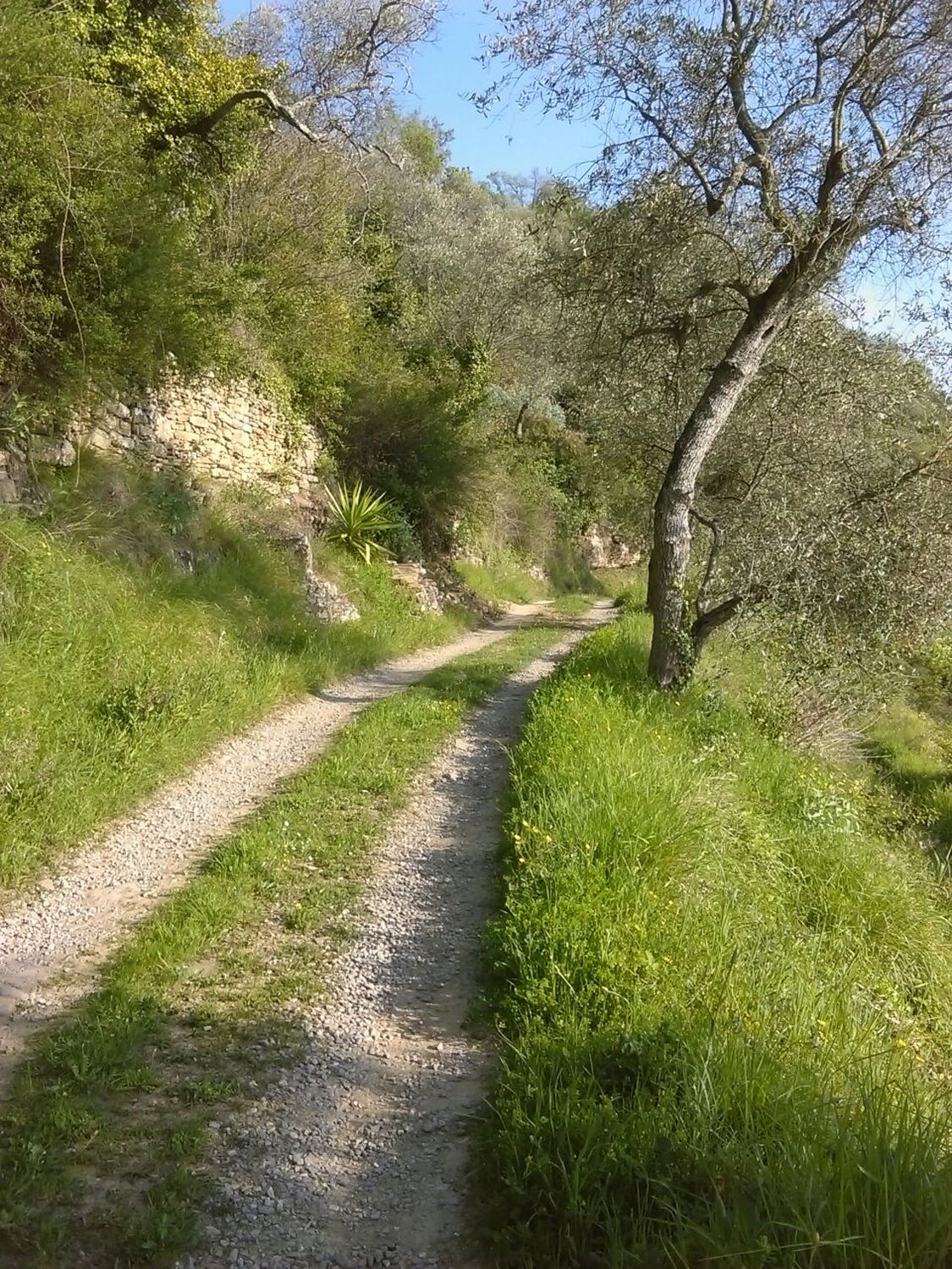 walking