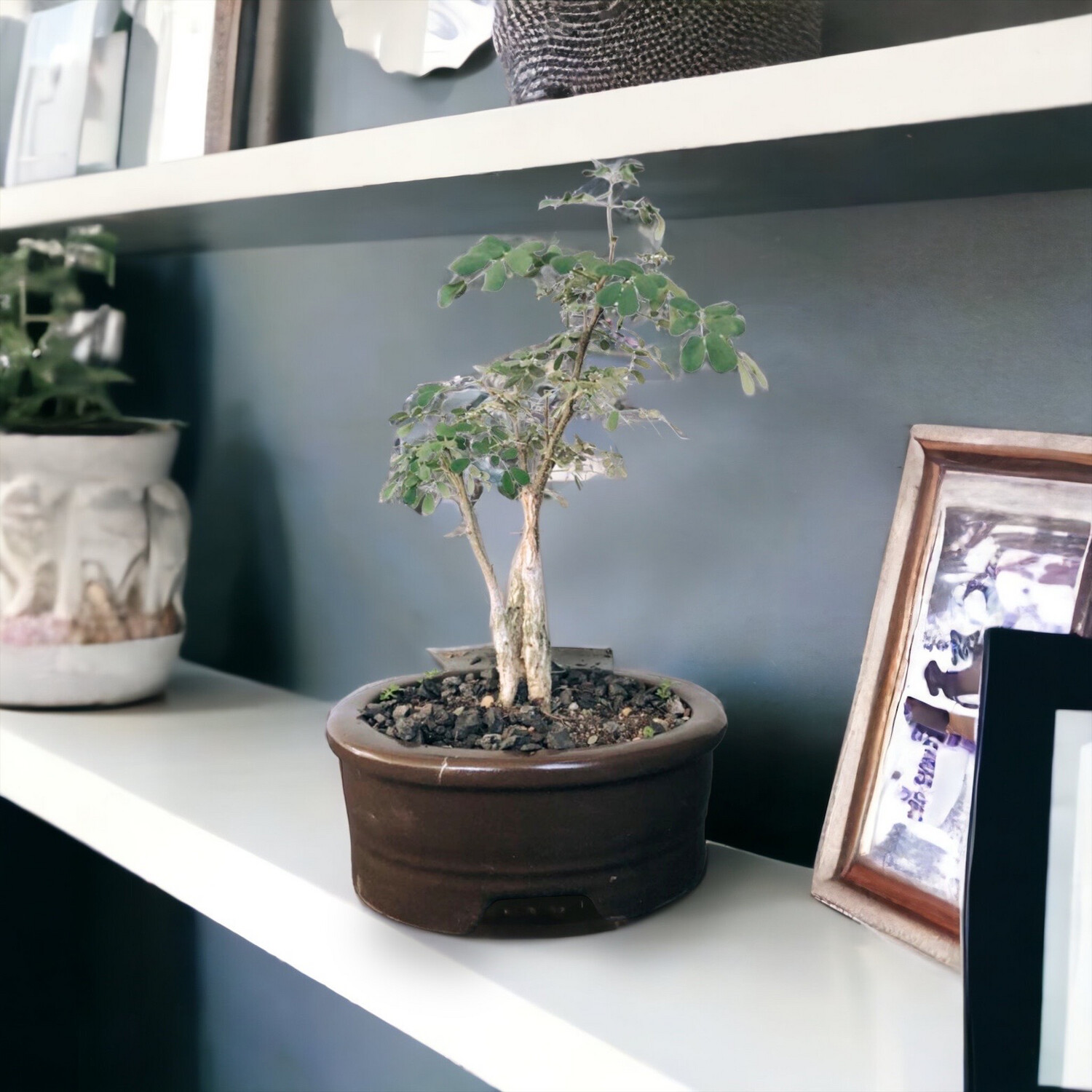 Bonsai Tree in Ceramic Planter