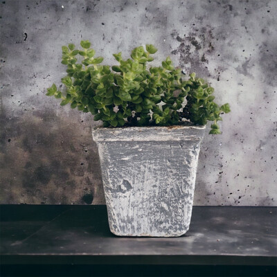 Rustic Succulent