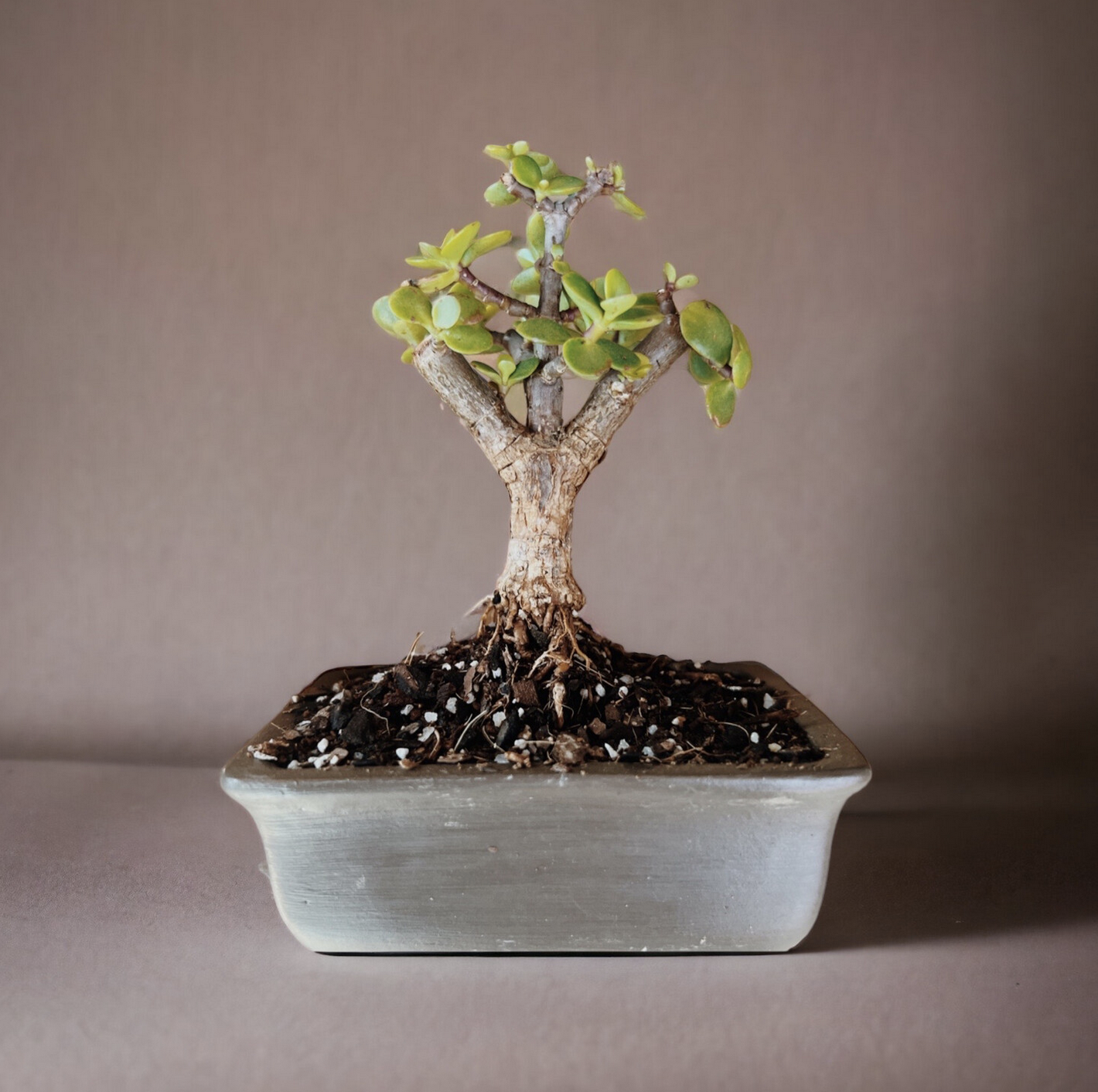 Mini Spekboom Bonsai