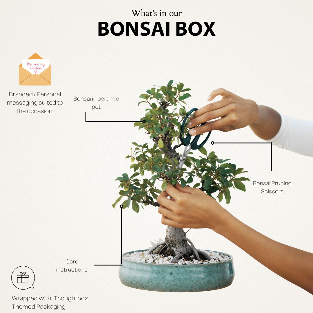 Bonsai box