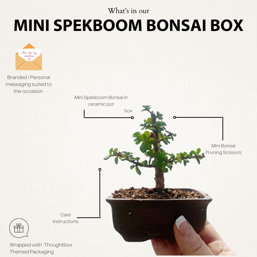 Mini Spekboom Bonsai Box