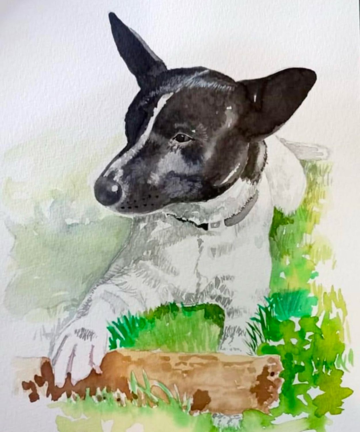 Pet portraits