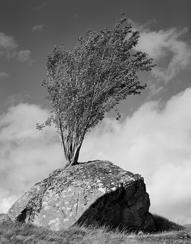 Rock and Tree, Rannoch Moor, Glencoe - Scotland