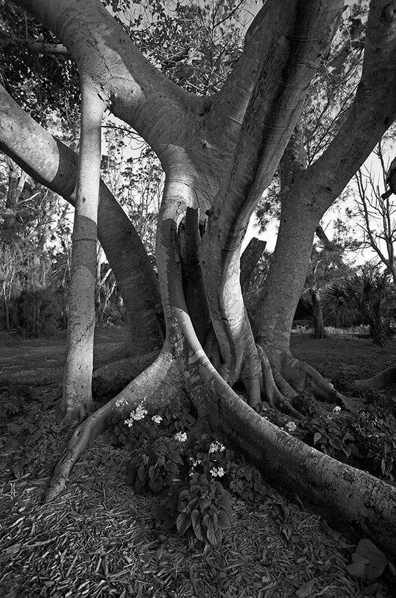 Banyon Tree, Hermitage - Florida