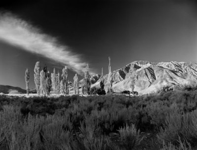 Bishop Hills - California