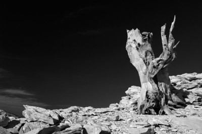 Bristle Cone Pine, Patriarch Grove - California