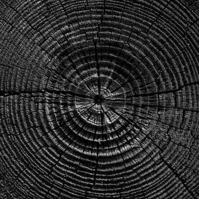Circle of Life, Englewood - Florida