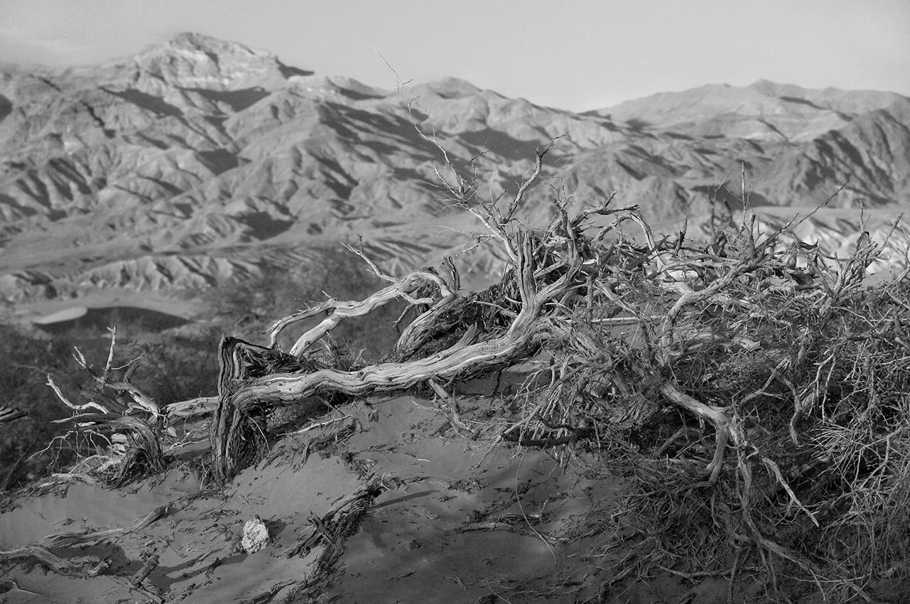 Dead Tree, Death Valley - California