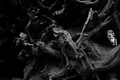 Fallen Sequoia, Mariposa Grove, Yosemite - California