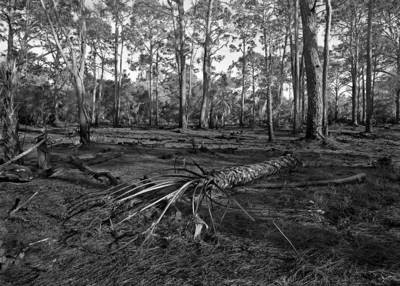 Scorched Earth, Oscar Shearer Park - Florida