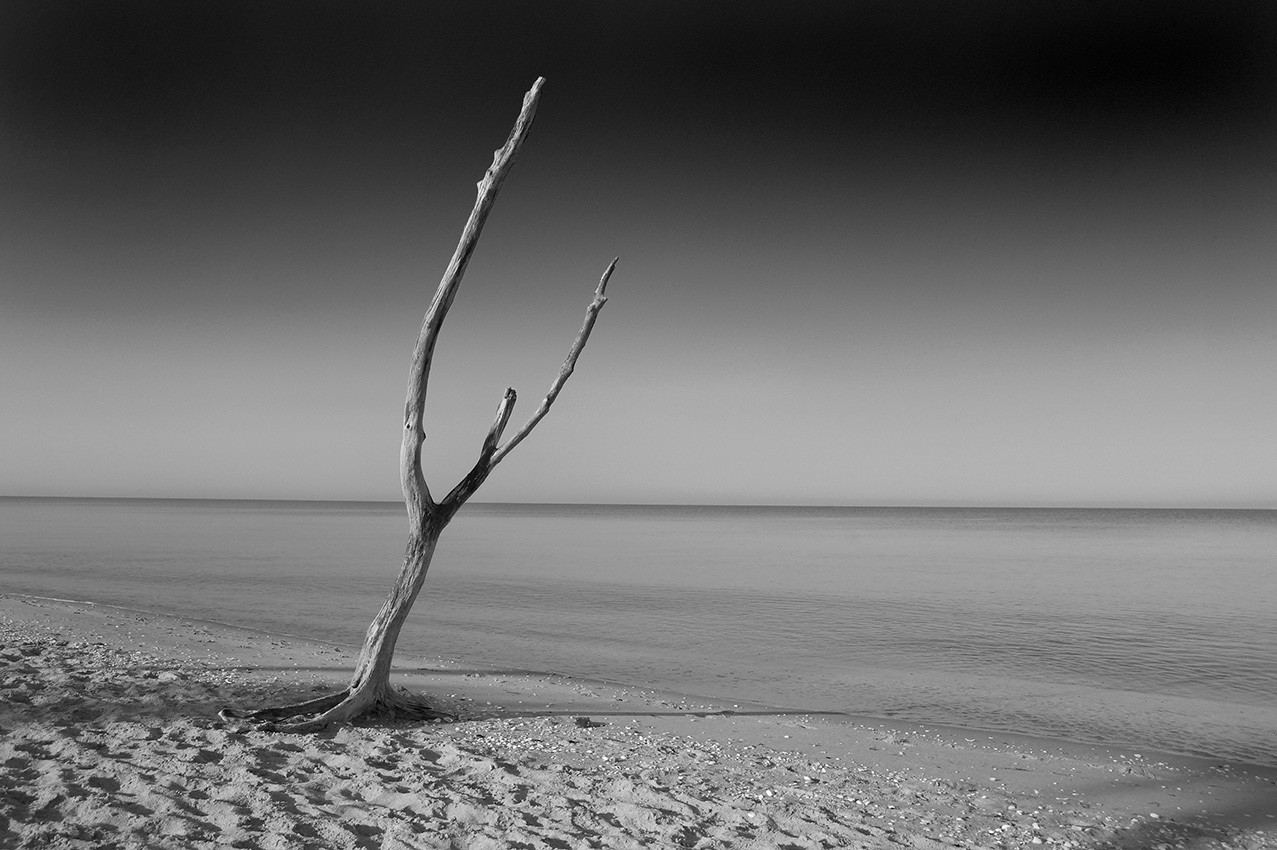 Lone Tree, Englewood Beach, Gulf of Mexico - Florida