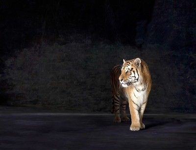 Amur - The Endangered Series, Siberian Tiger