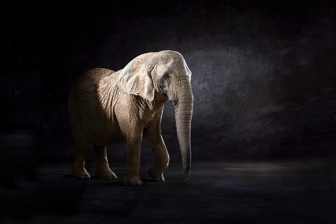 Elephas Africana - The Endangered Series, Elephant