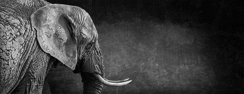 Matriarch l - The Endangered Series, Elephant