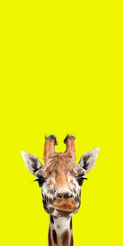 Frederick - The Endangered Series, Giraffe