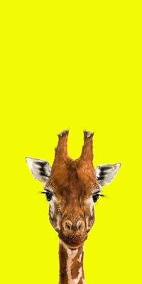 Bella - The Endangered Series, Giraffe