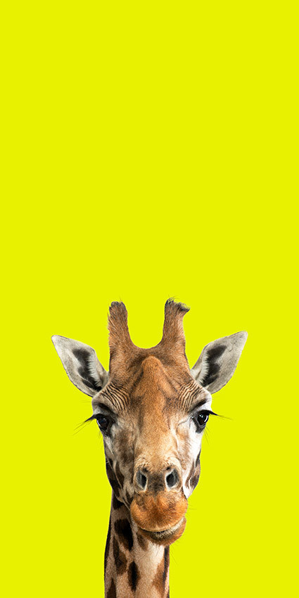 Brenda - The Endangered Series, Giraffe