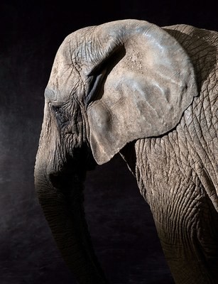Elephas - The Endangered Series, Elephant