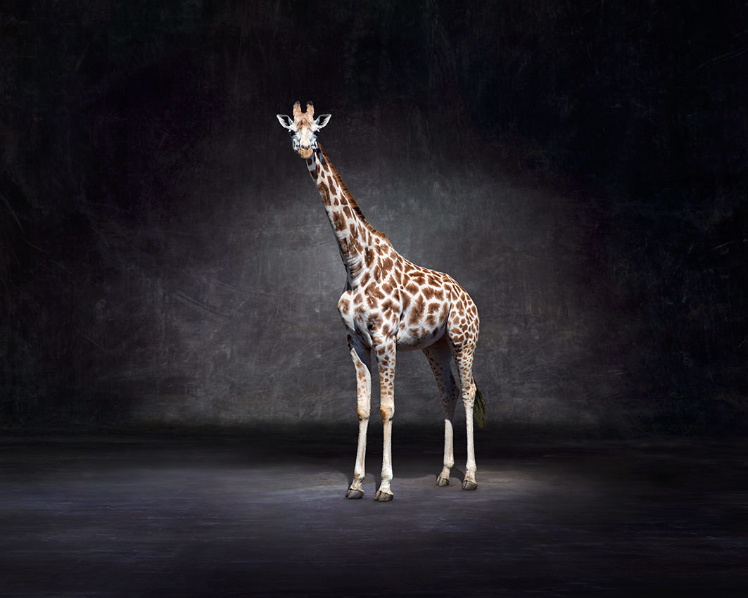 Zulu - Giraffe The Endangered Series