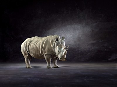 White Rhino - The Endangered Series