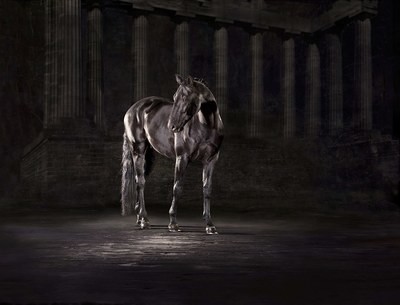 Luna - The Horse Series