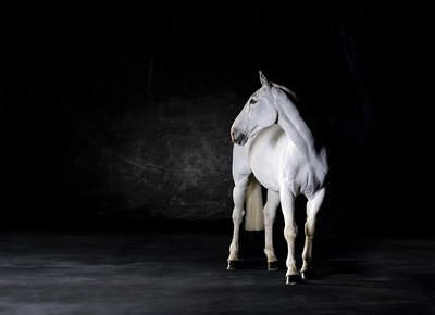 Liberty - The Horse Series