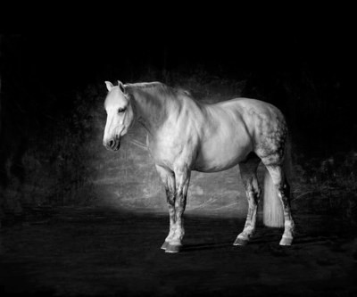 Old Glory - The Horse Series