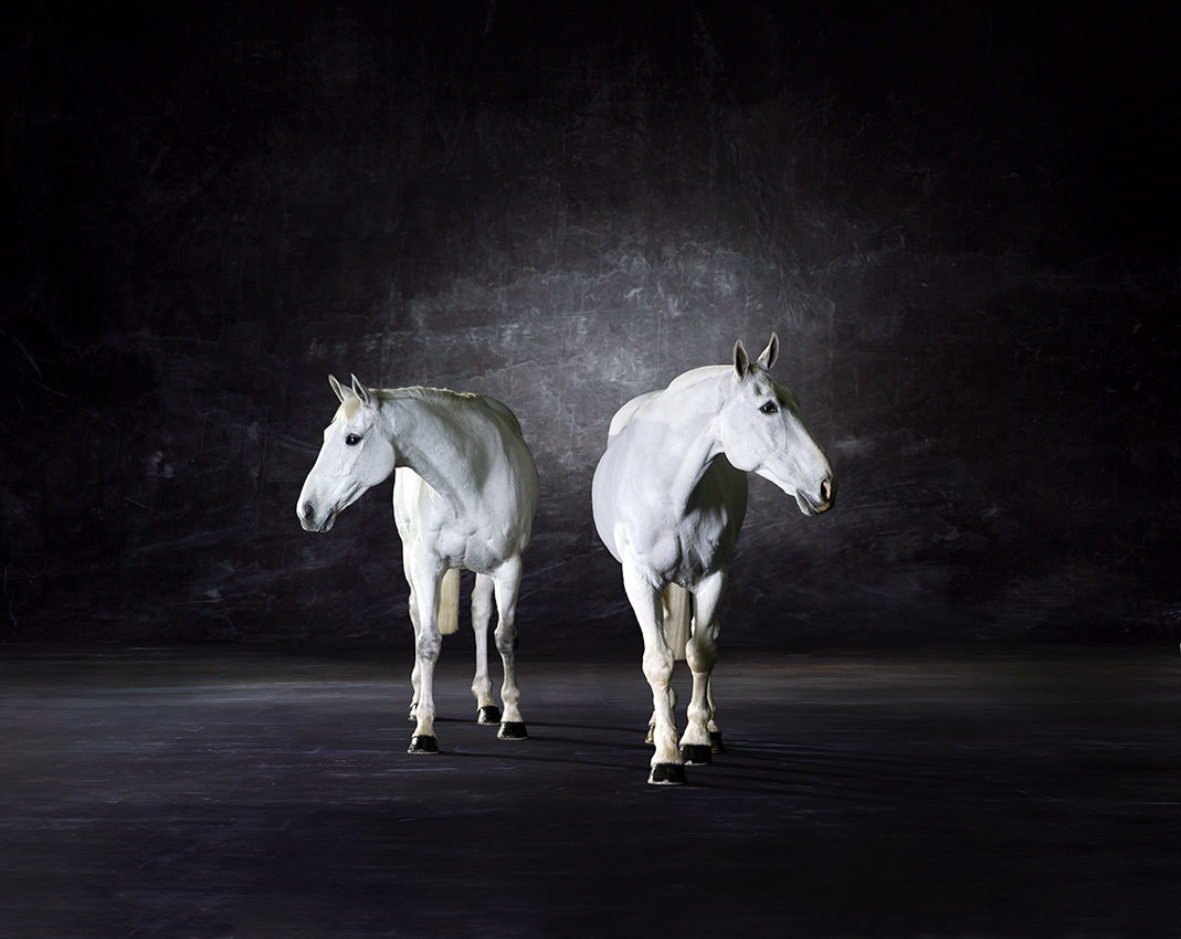 Symmetry ll - The Horse series