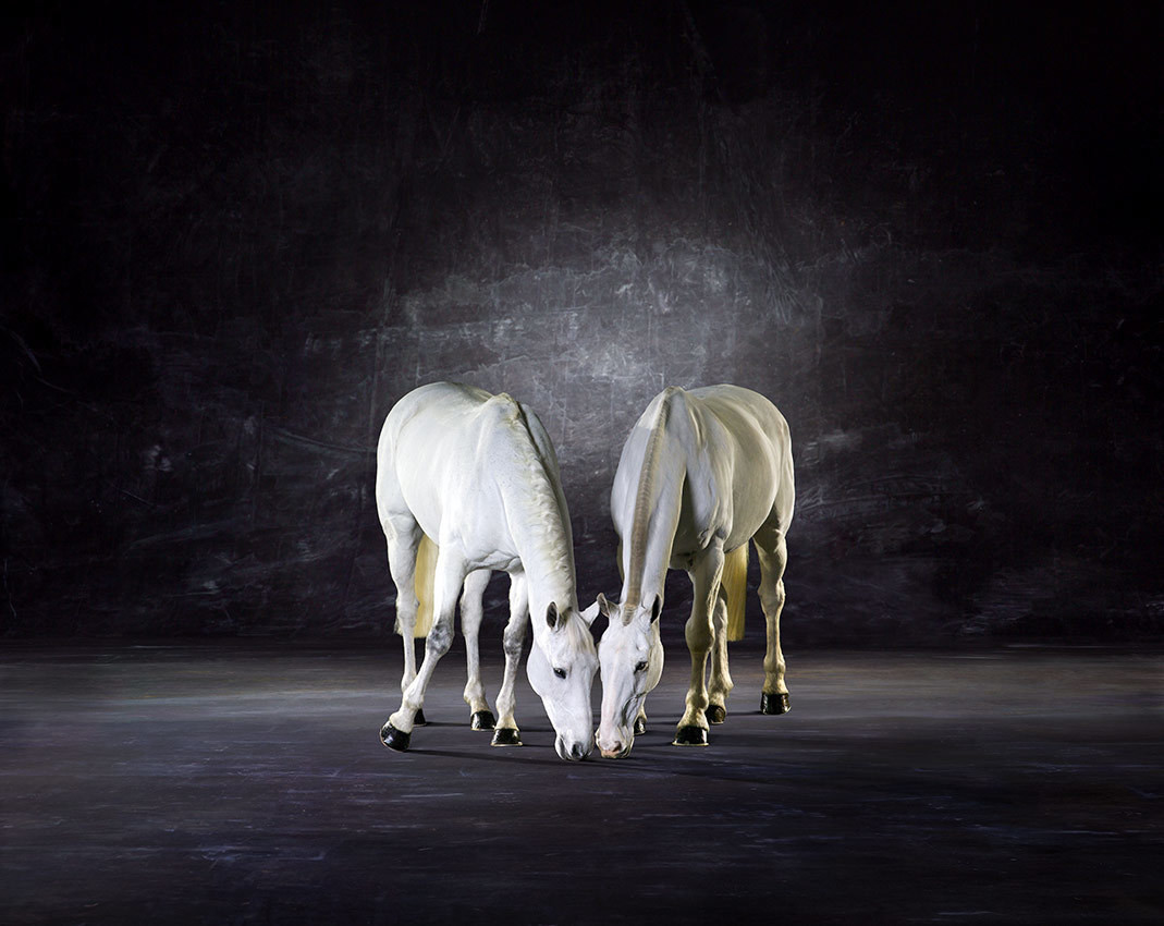 Symmetry l - The Horse Series